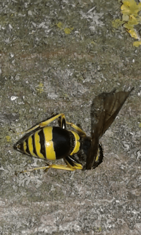 Ancistrocerus sp. (Vespidae Eumeninae)? No, Symmorphus sp.